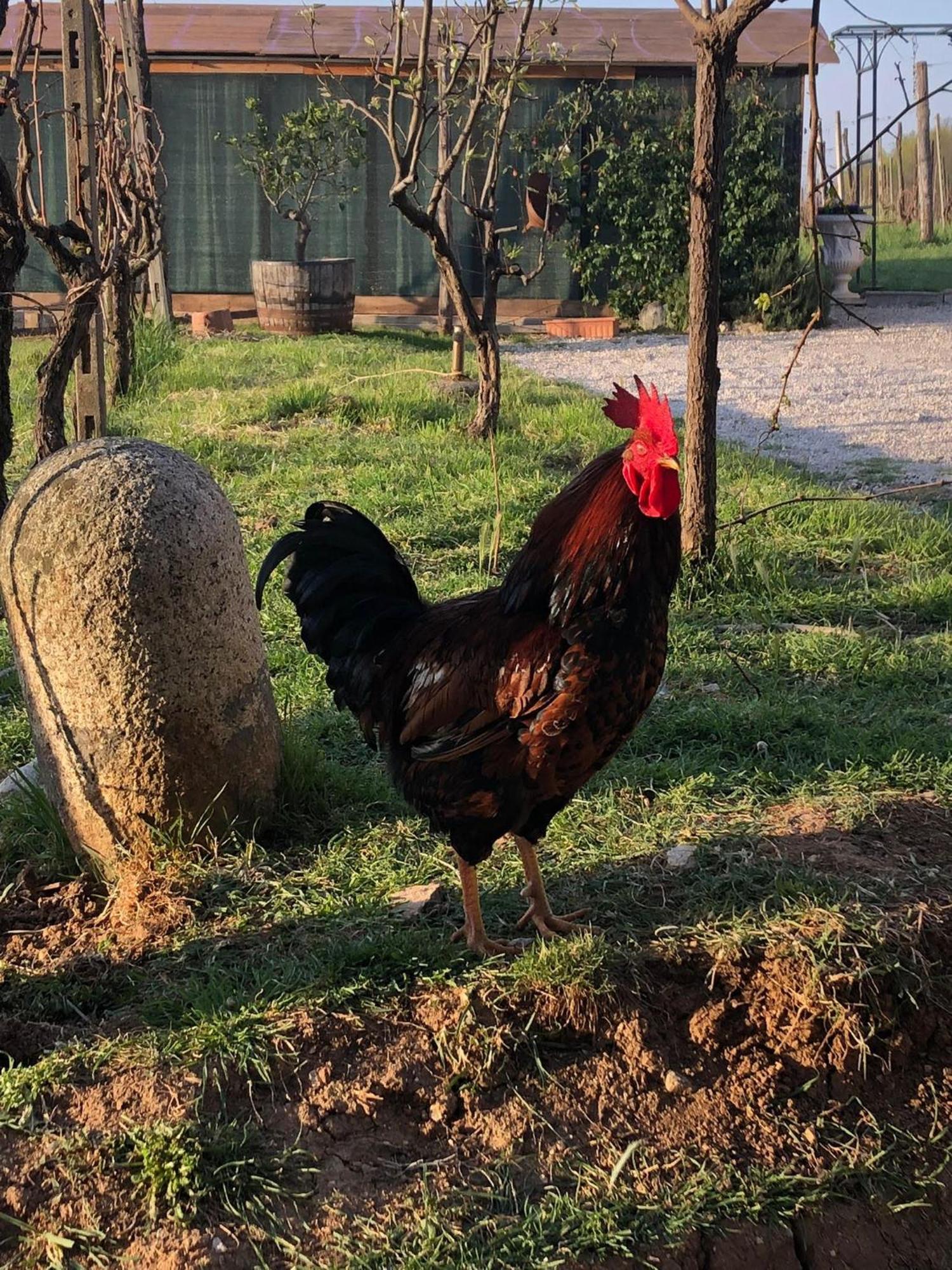 La Bosca Agriturismo Гавардо Екстериор снимка